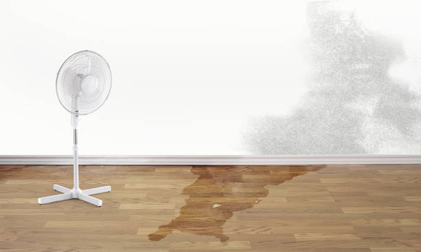 Best Local water damage restoration  in Edgewater, CO